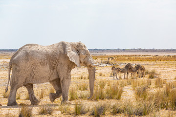 Obraz premium Elephant walking in the african wilderness