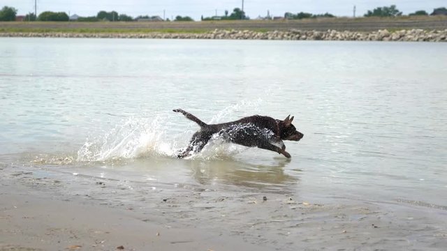 Australian kelpie playing in the sand next to the river