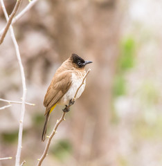 Dark capped Bulbul