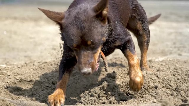 Australian kelpie playing in the sand next to the river