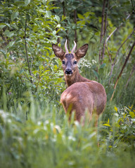 Hi deer!