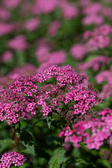 Obraz premium Small pink flowers on a background of green shoots