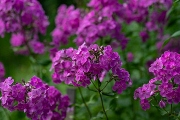 Pink phlox flowers on a background of green shoots