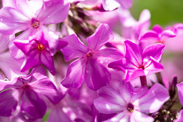 Fototapeta na wymiar Pink phlox flowers on a background of green shoots