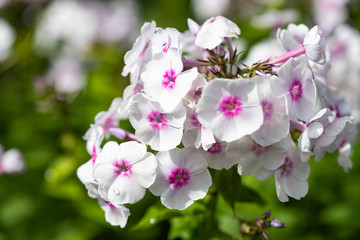 Fototapeta premium White phlox with pink center in dew drops