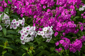 Pink phlox flowers on a background of green shoots
