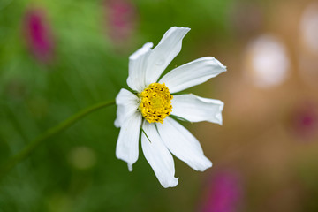 Obraz premium white flower with a yellow center on a background of green leaves