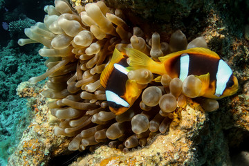 clown fish on coral reef