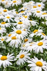 Obraz premium Texture of large garden chamomile on a green background. Camomile field.