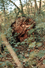forest trees. nature green wood sunlight backgrounds.