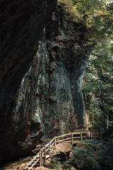 forest trees. nature green wood sunlight backgrounds.