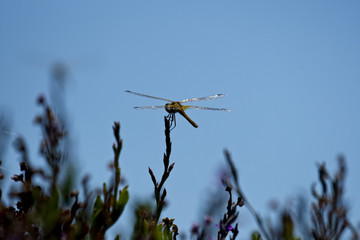 Closeup shot of a dragonfly resting on a plant