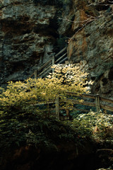forest trees. nature green wood sunlight backgrounds.