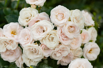 Fototapeta na wymiar Tea roses in raindrops in the garden