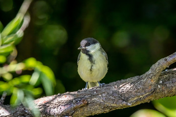A young Great tit (Parus major)