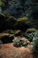 forest trees. nature green wood sunlight backgrounds.