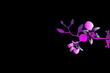 Silhouette of orchids on a black background
