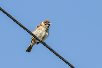 Eurasian tree sparrow (Passer montanus)