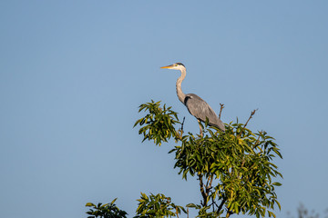 Grey heron (Ardea cinerea)