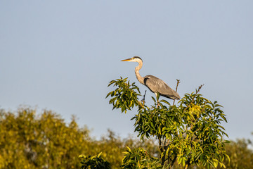 Grey heron (Ardea cinerea)