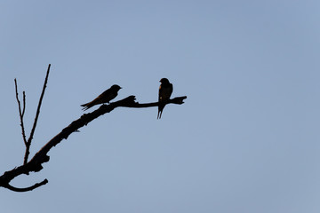 Swallows (Hirundinidae) silhouette