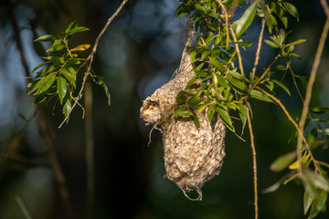 Young European penduline tit (Remiz pendulinus)