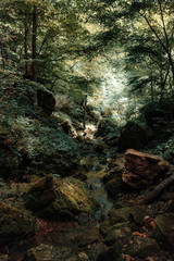 forest trees. nature green wood sunlight backgrounds.