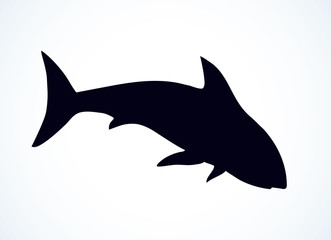 Great gray shark. Vector drawing