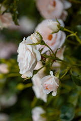 Tea roses in raindrops in the garden