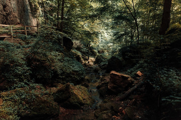 forest trees. nature green wood sunlight backgrounds.