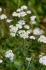 white yarrow flower on a background of green leaves