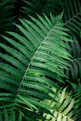 Green leaf of fern on dark background.
