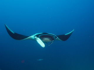 Oceanic manta ray swimming in the blue (Mergui, Myanmar)