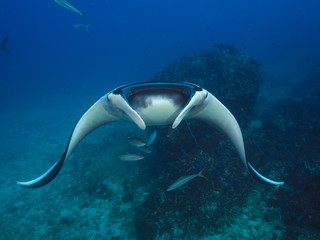 Oceanic manta ray swimming in coral reef (Mergui, Myanmar)