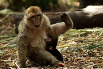 Macaco Montagne des Singes