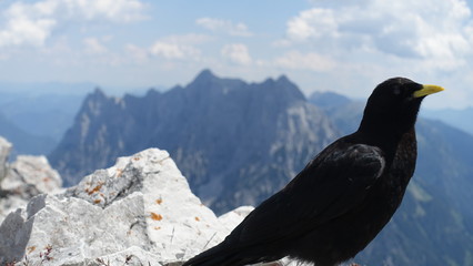 Alpendohle am admonter Reichenstein