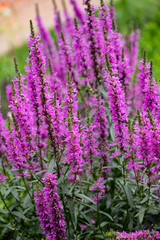 Obraz premium Garden pink flowers oblong shape on green background