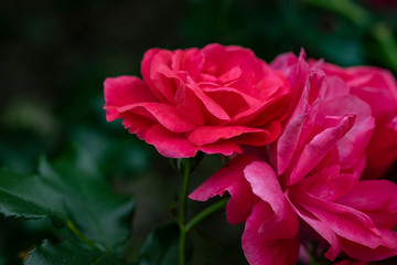 Pink roses on a dark green background