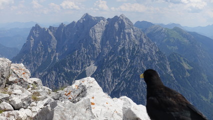 Alpendohle  im Gesäuse