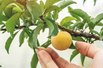 Hand is gently plucking a ripe yellow plum from a branch. Concept of an environmentally friendly and healthy harvest