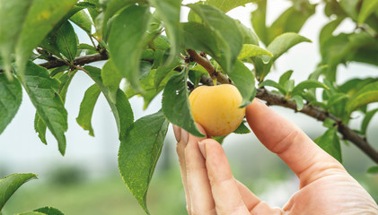 Hand is gently plucking a ripe yellow plum from a branch. Concept of an environmentally friendly and healthy harvest