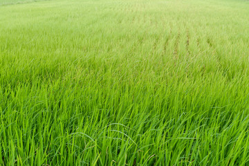 green rice fiald background or green leaves of wheat seedling farming in thailand