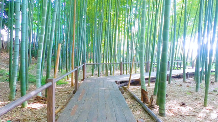 Obraz premium 竹林/Bamboo Forest in Japan