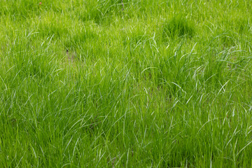 Bright green lawn grass texture