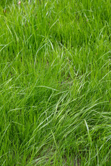 Bright green lawn grass texture