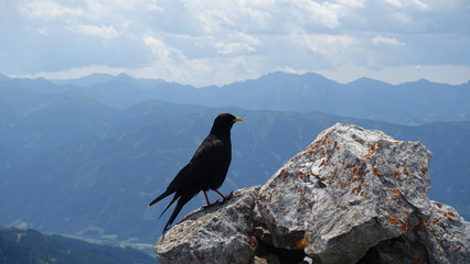 Alpendohle mit Gesäuseüberschreitung