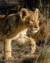 portrait of a lion cub