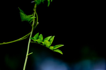 植物