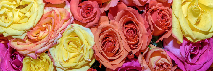 Background of beautiful flowers. rosebud. Design. Сlose up. Panorama.