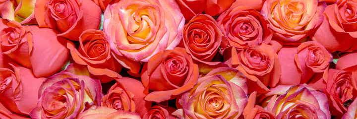 Fototapeta na wymiar Background of beautiful flowers. rosebud. Сlose up. Panorama.